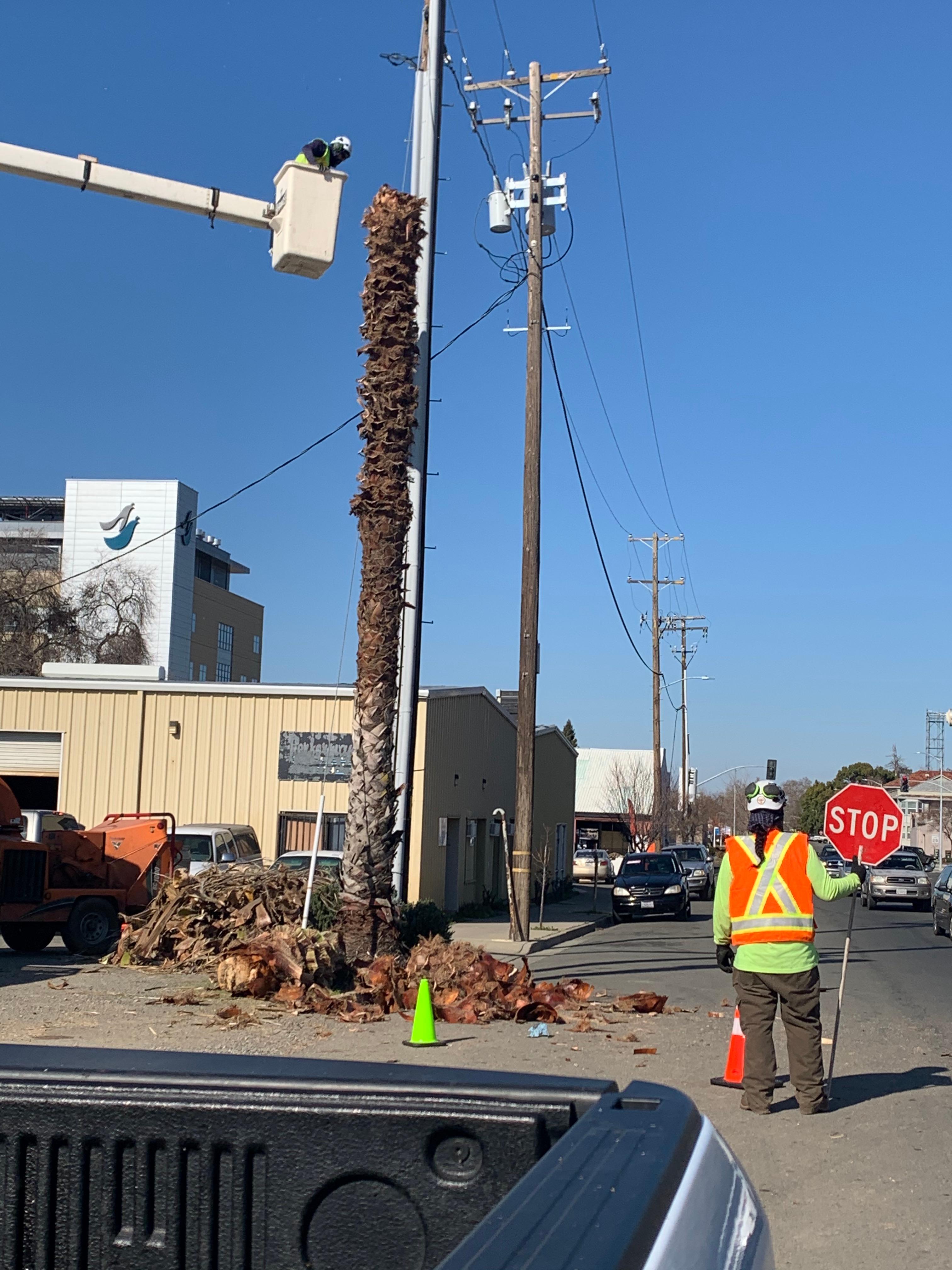 Sierra Arbor Works Photo