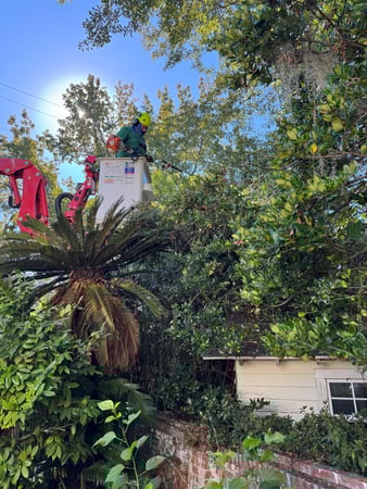 Images Magana Tree Service