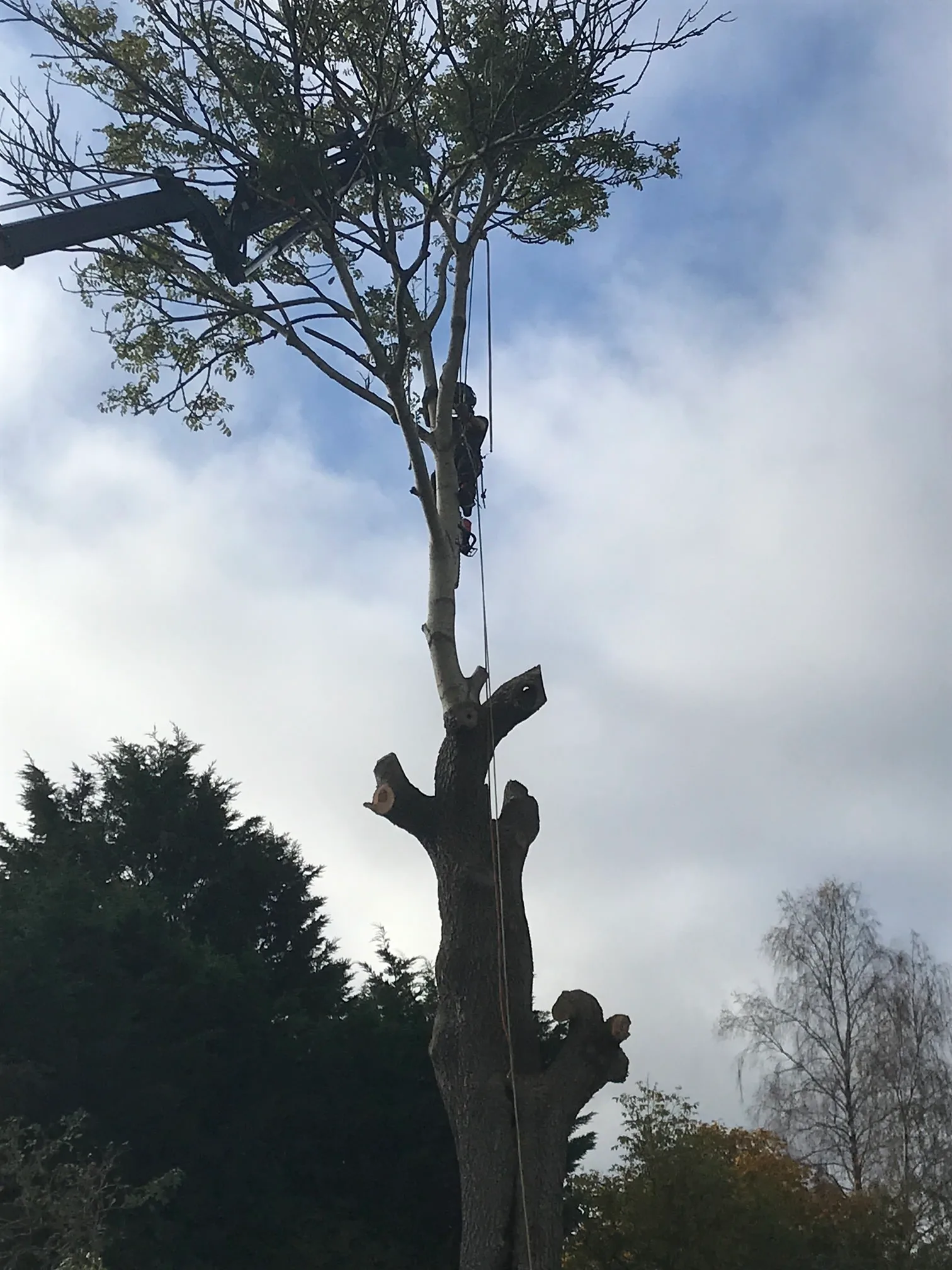 Images Wincanton Tree Care