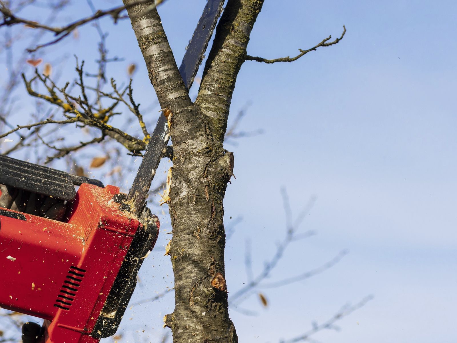 All star tree service llc