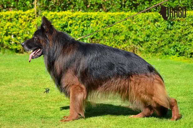 Images VanBlargan German Shepherds