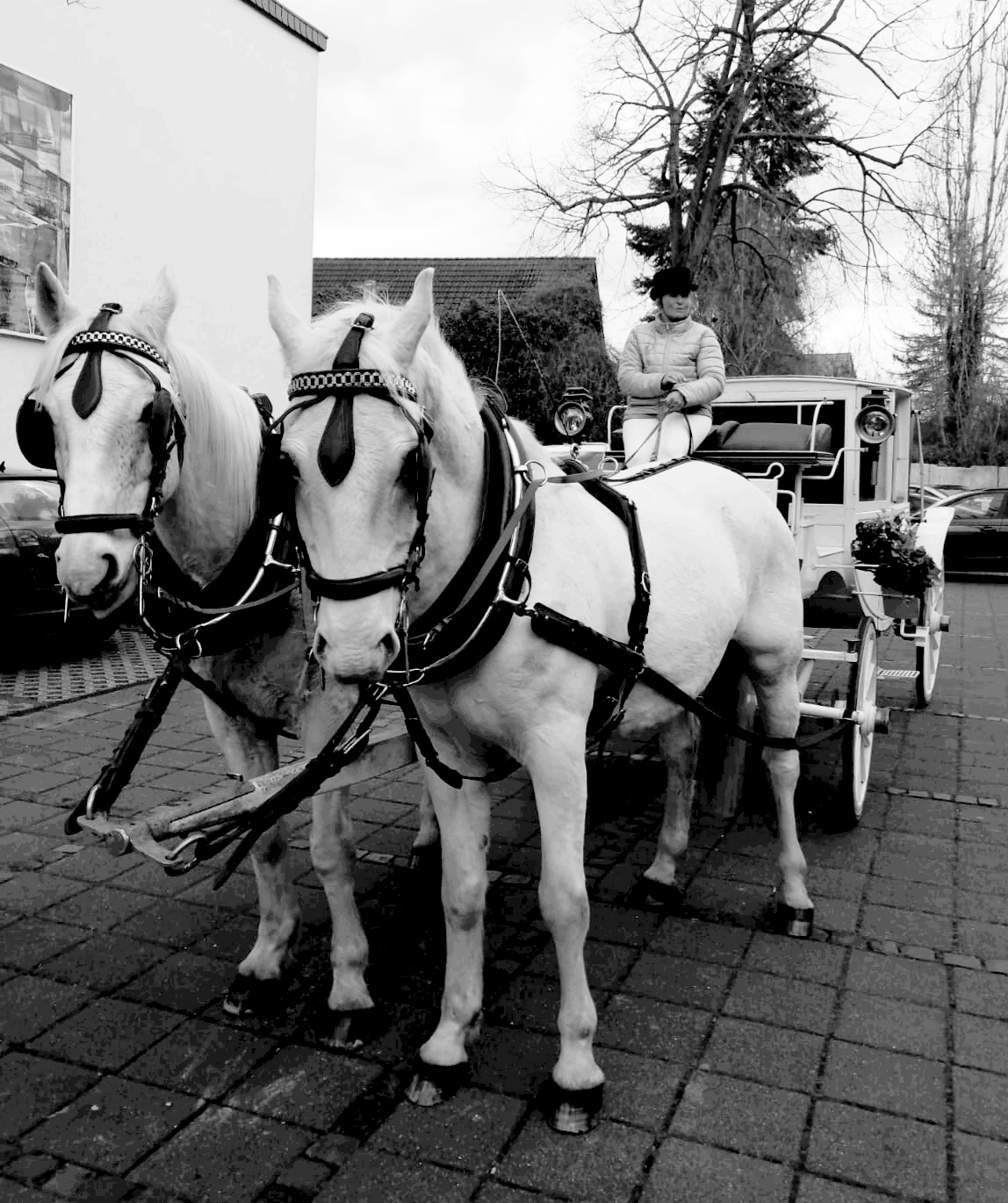 Bilder Merry Legs Ranch Kutschfahrten und Ponyreiten Bonn