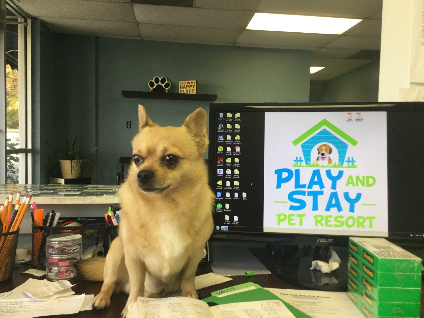 Play and Stay Pet Resort