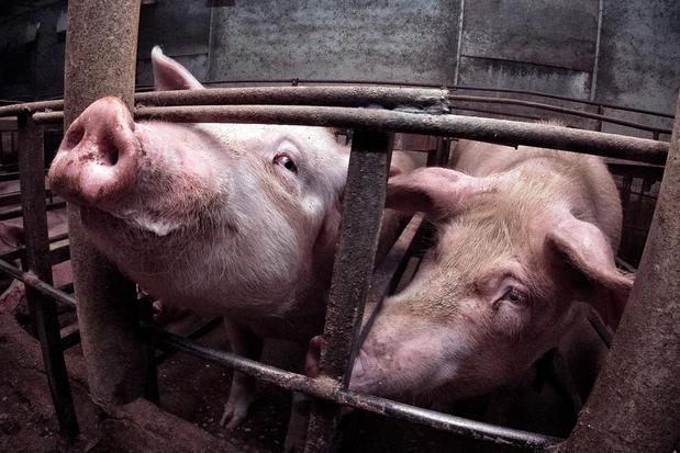 Images Animal Equality