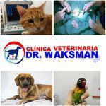 Images Clínica Veterinaria Doctor Waksman