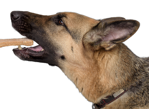 Ggc Healthy Paws, Llc - Roxy's Choice