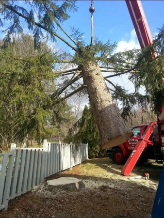 Images Guardian Tree Company