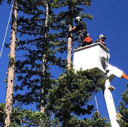 Wilson's Tree Service is an Arborist and tree surgeon and Tree service company in Red River, NM.