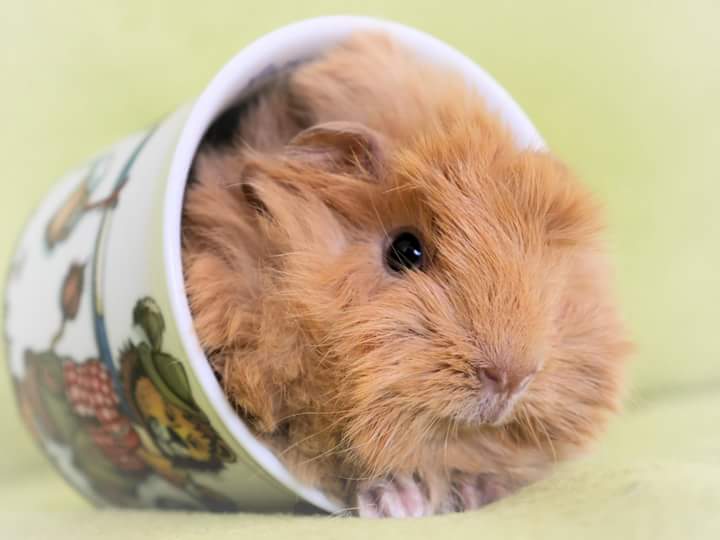 Meerschweinchenzucht Landshuter Moppelbande, Ettersdorf 25 in Mallersdorf-Pfaffenberg