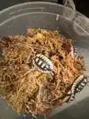 Images Evolution Reptiles