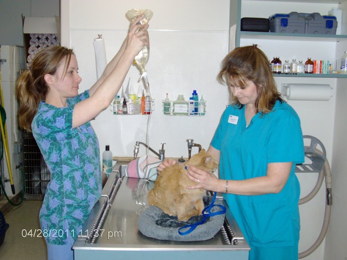 Image 2 | VCA Bal-Coeur Animal Hospital