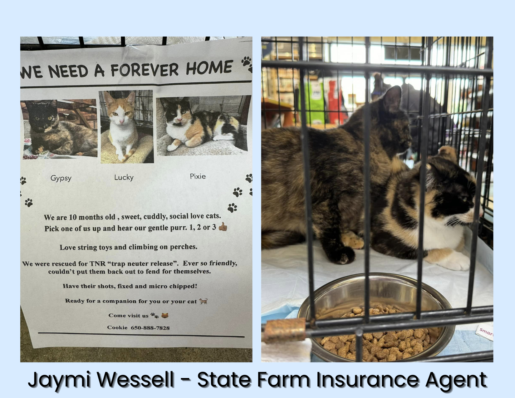 Hard to resist these cuties! If you are looking for some love Pet Food Express in Pacifica has some beautiful kitties to adopt!