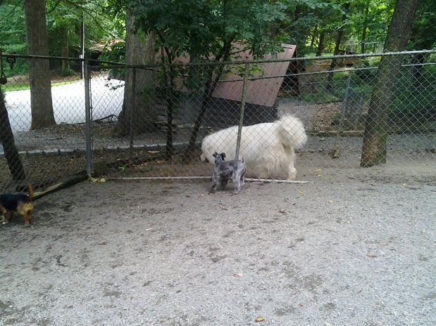 Images Deep Creek Kennel