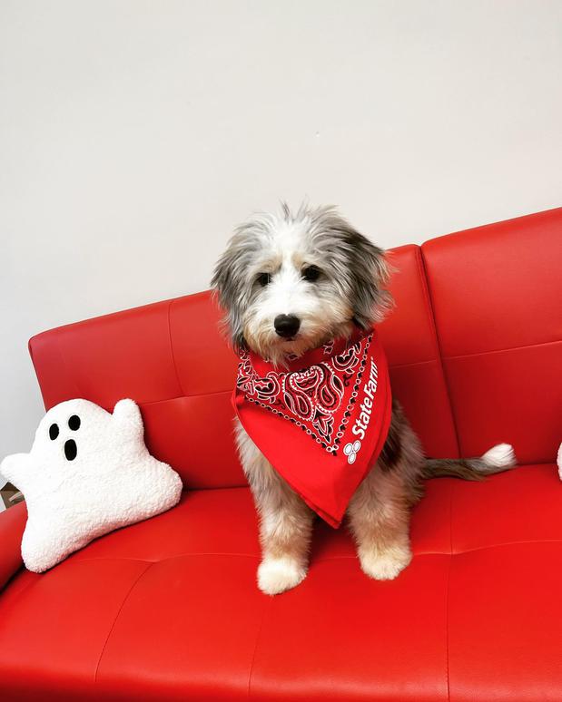 Images Cara Welling - State Farm Insurance Agent
