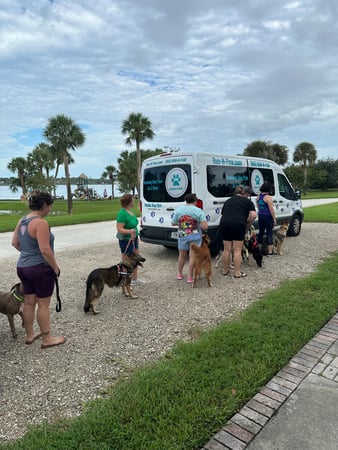 Images Run-N-Paw