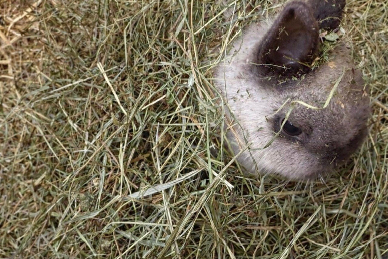 Gut Pfotental Tierfutter in Mettenheim
