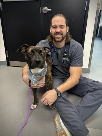 Images VCA Sawmill Animal Hospital