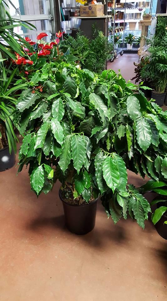 coffee plants Tall Plants Houston (713)464-8671