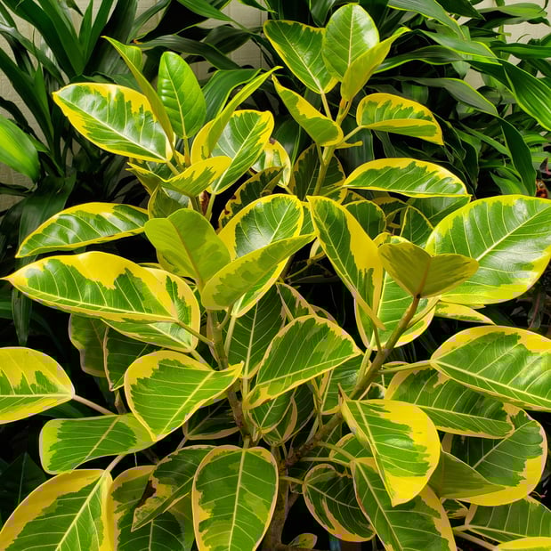 Images Deep Roots Garden Center