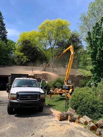 Images Paul's Tree Service