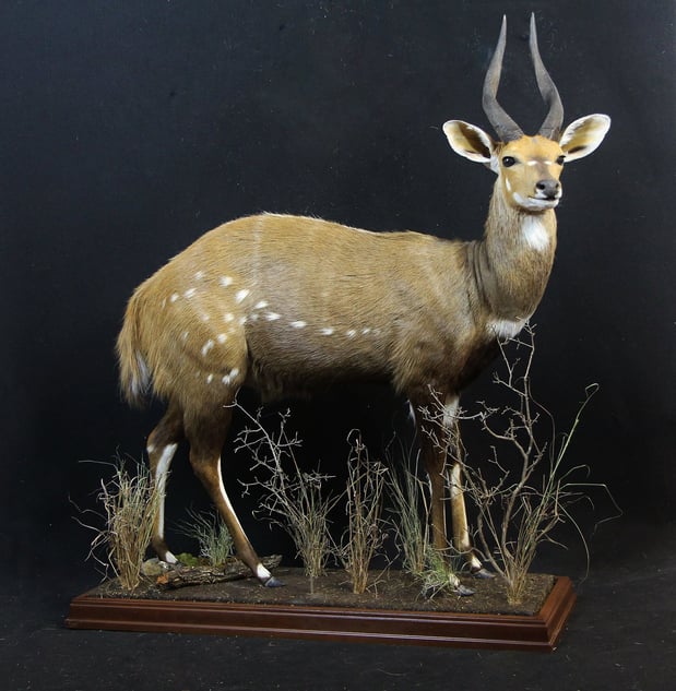 Images Safari Life Taxidermy