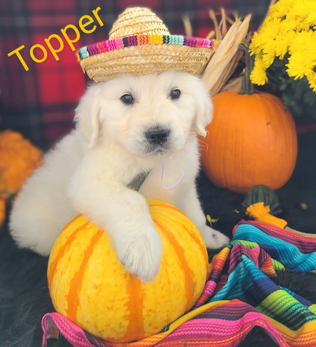 Images Elite White Goldens