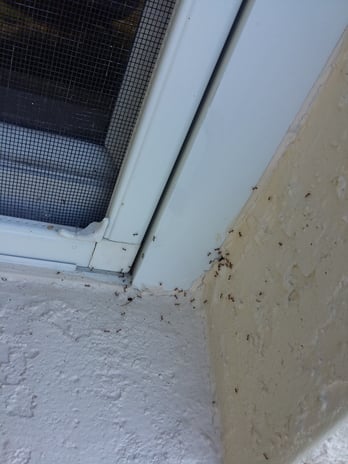 Images Pest Terminators Inc.