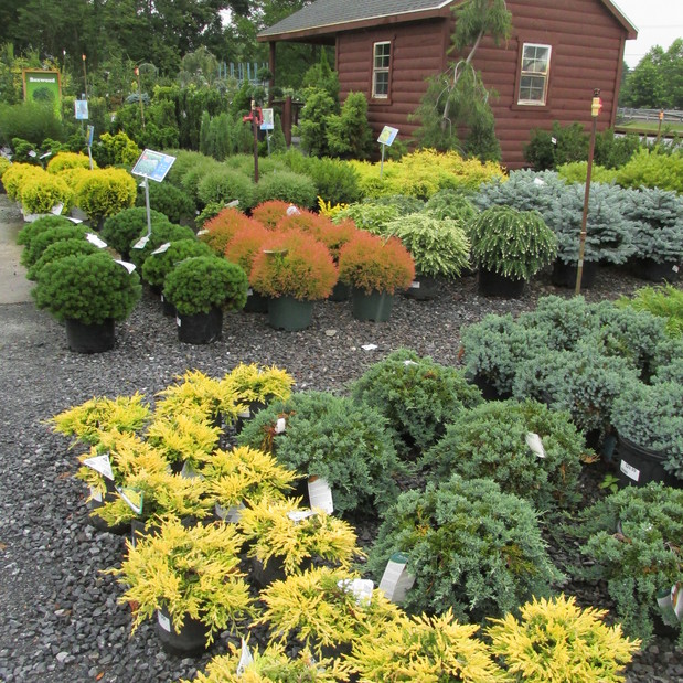 Nolt's Garden Center in Lebanon, 1555 Colebrook Rd. Nurseries