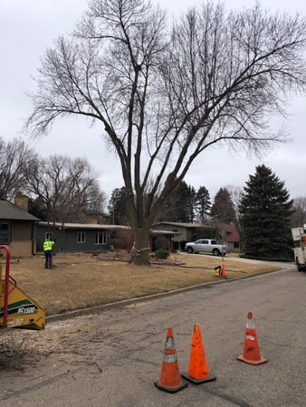 Images Wellman Tree Service