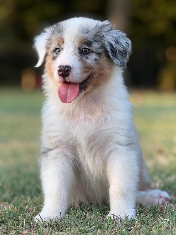 Images Rieshof Dogresort