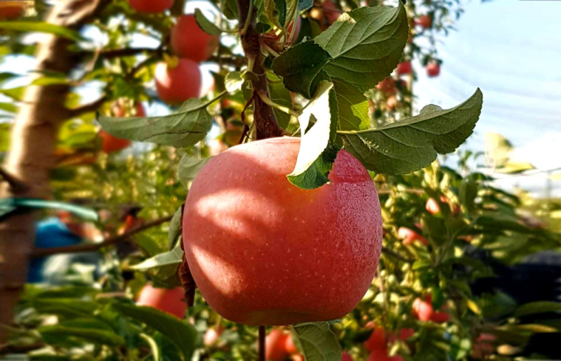 Images Apofruit Italia