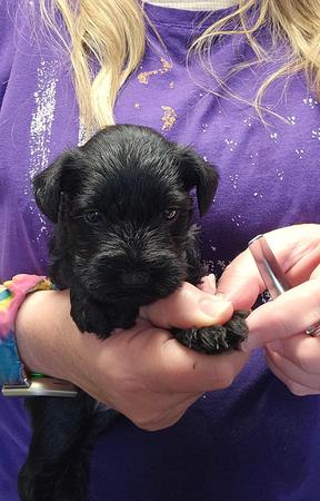 Images A'Lord Miniature Schnauzer
