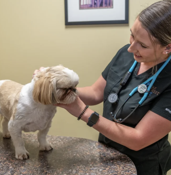 Images Oak Forest Veterinary Hospital