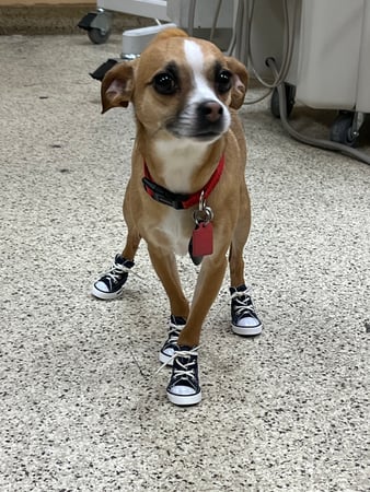 Images VCA All Pet Animal Hospital/Taylorsville