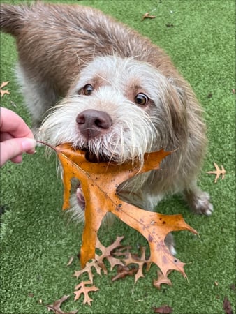 Images Bed and Biscuit