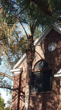 Images TNT Tree Service