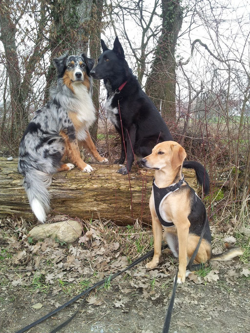 Hundeschule Zürioberland, Ufgäntstrasse 6 in Bubikon