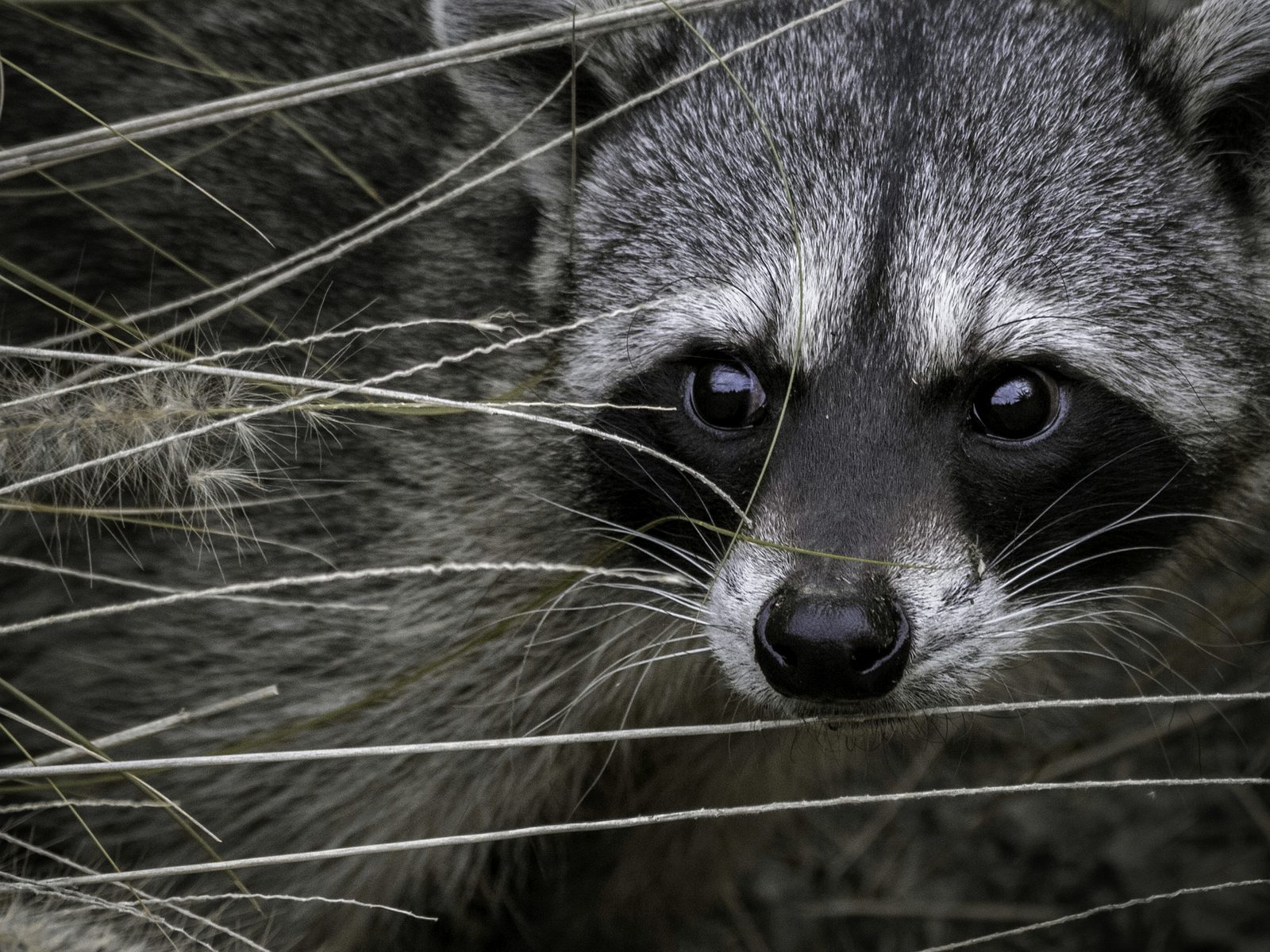 Urban Wildlife Removal & Prevention