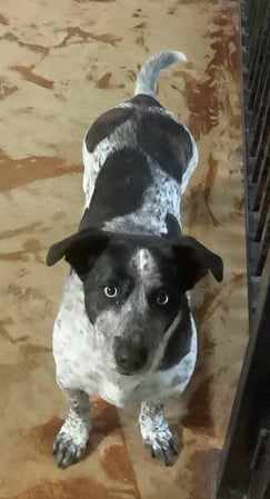 Images Paws Up Daycare & Boarding