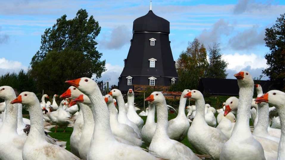 Images Kärra Gårdsslakteri & Rökeri