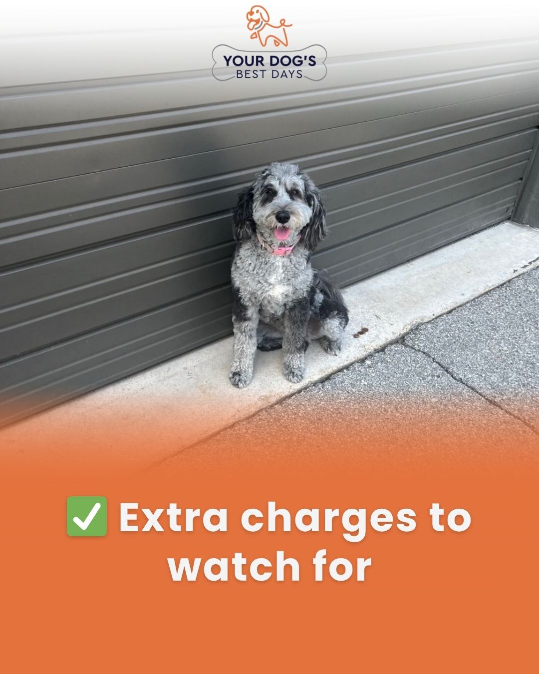 Dog daycare photo featuring a small dog in a supervised play area, highlighting extra attention and care during boarding or daycare.