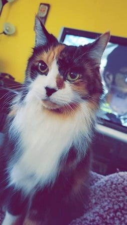 Images Your Trusted Pet Sitter