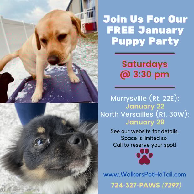 Images Walkers Pet HoTail Pet Care Center