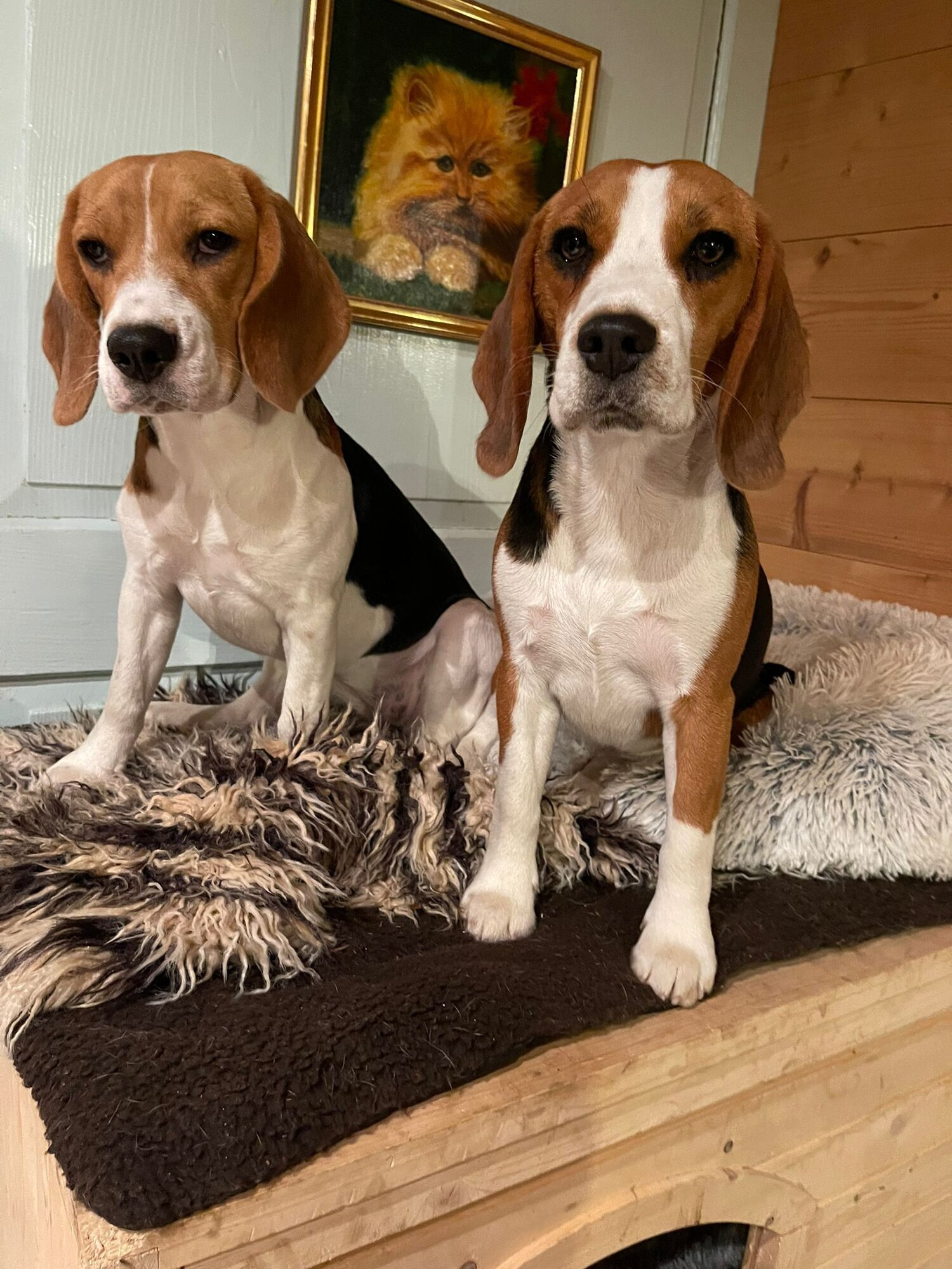 Bilder Beagleszucht Appenzell