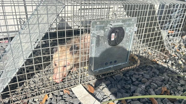 Images RP Rodent Control & Prevention