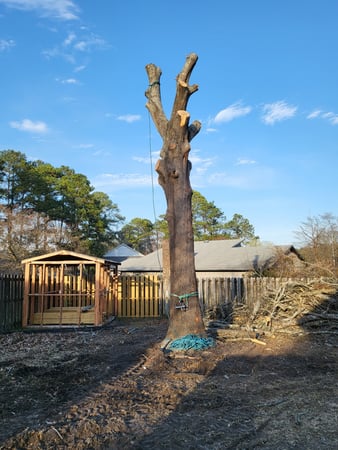Images Carolina Tree Experts