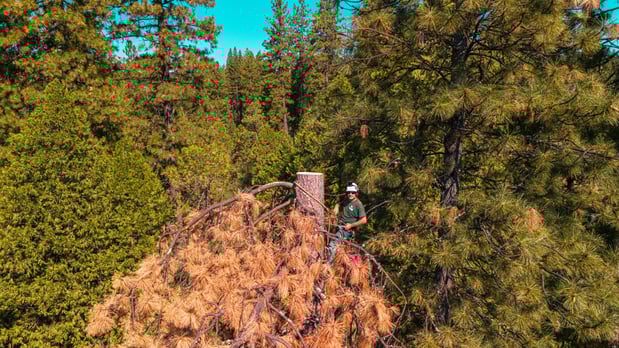 Images Am/Pm Tree Service, Inc.