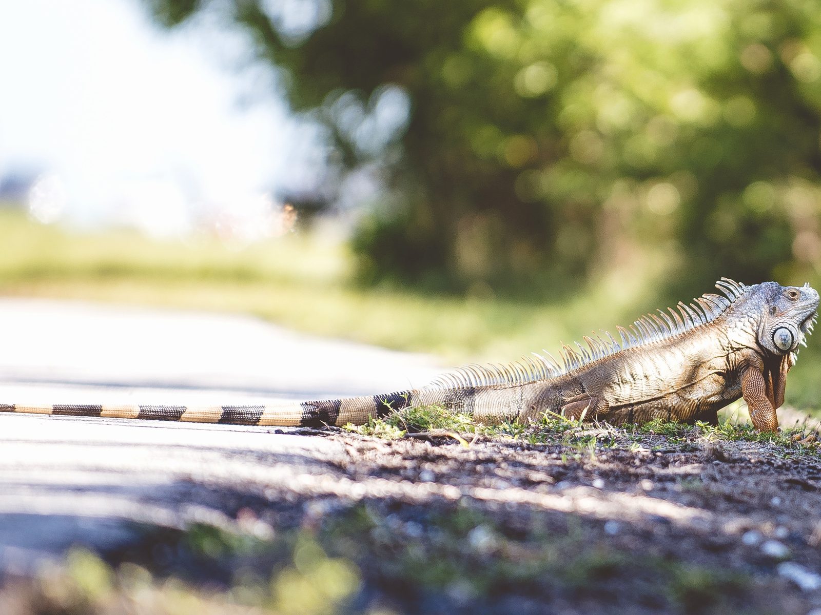 Groen's Wildlife Services