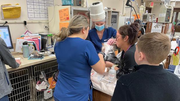 Images VCA Hollywood Animal Hospital