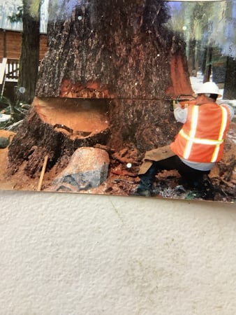 Images Ventura Tree Service